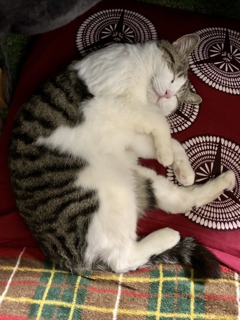 line_oa_chat_240303_175149