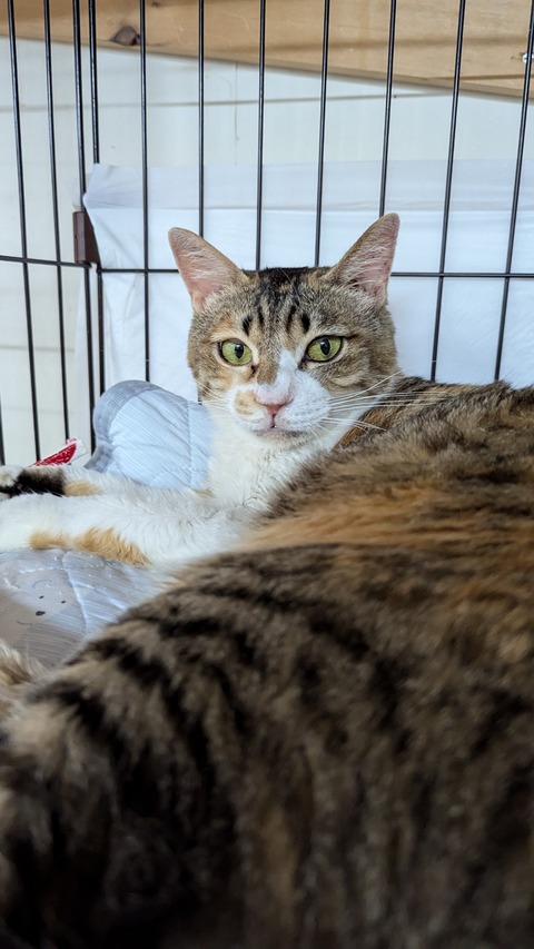 PXL_20240713_081425996