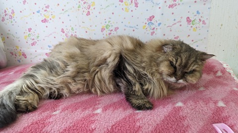 PXL_20240203_014240835