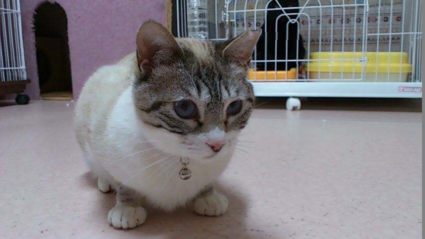 イメージ 8