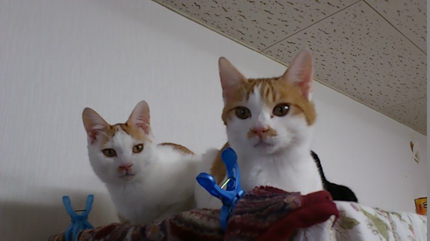 イメージ 3