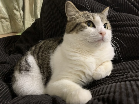 line_oa_chat_240303_175219