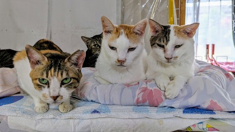 PXL_20250802_062123921~3