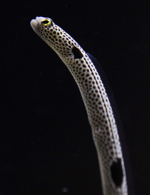 チンアナゴとかいう魚wwwwwwwww さや速 チンアナゴとかいう魚wwwwwwwww さや速