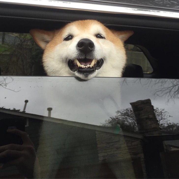 ガイジーヌ さや速