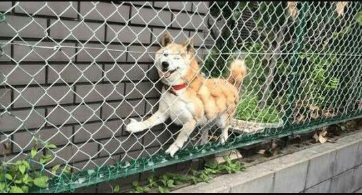 画像 ケーキーヌみたいな可愛さのイッヌ見つかるwwwwww さや速 画像 ケーキーヌみたいな可愛さのイッヌ見つかるwwwwww さや速