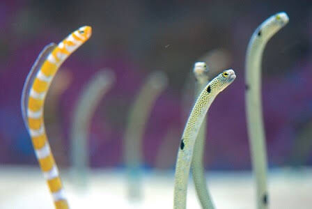 チンアナゴとかいう魚wwwwwwwww さや速 チンアナゴとかいう魚wwwwwwwww さや速