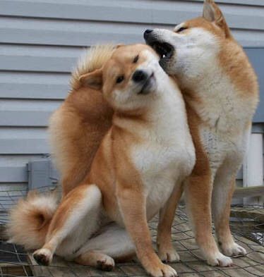 画像 ケーキーヌみたいな可愛さのイッヌ見つかるｗｗｗｗｗｗ さや速