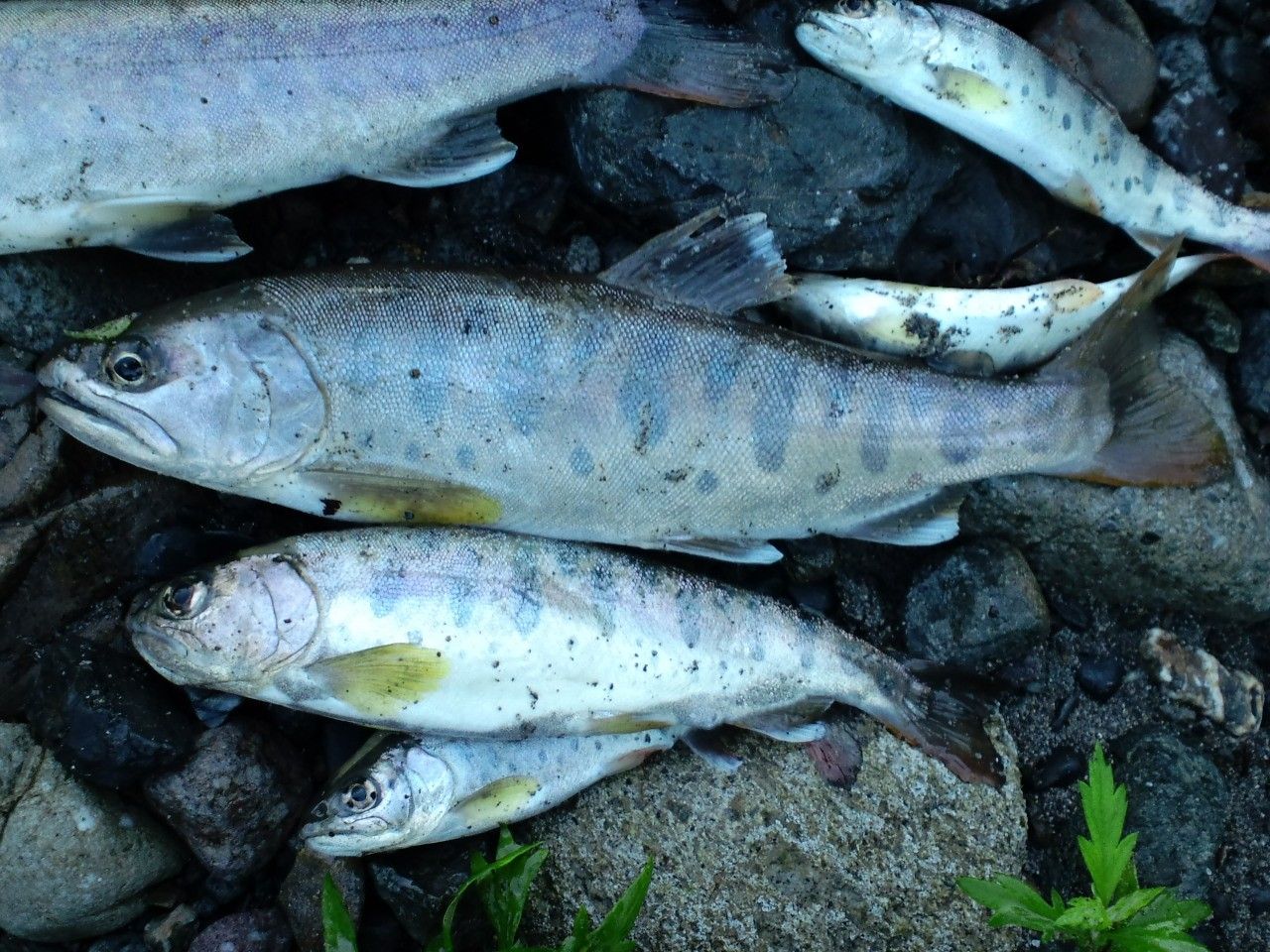 カワセミ釣行記 カワセミ釣行記