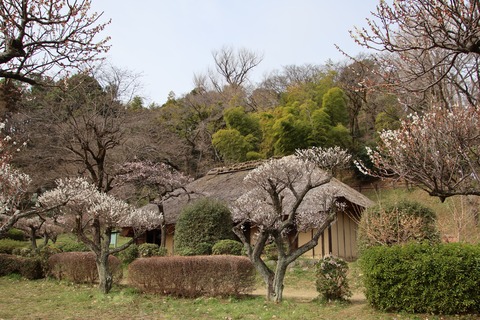 ume2