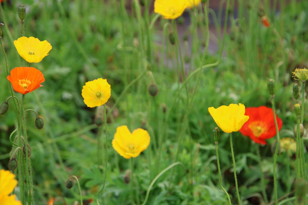 ケシの花 : ばーどらんど