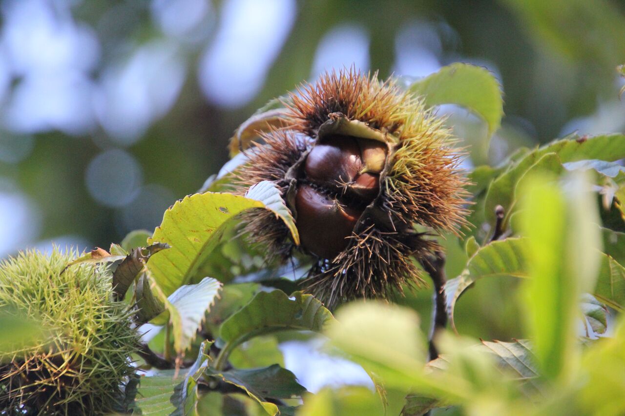 October 22 ばーどらんど