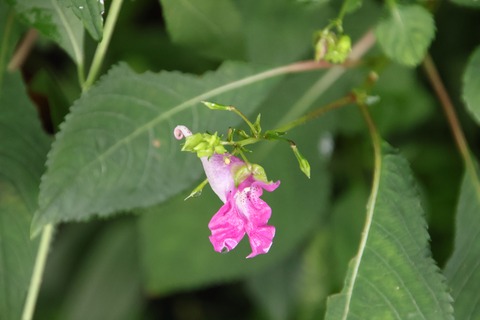 tsurifune