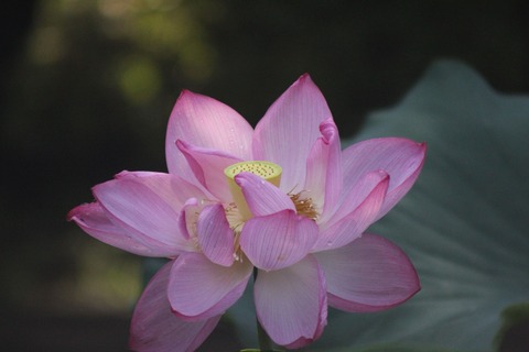 hasu4