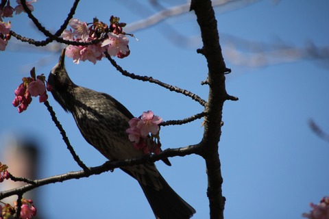 hiyodori