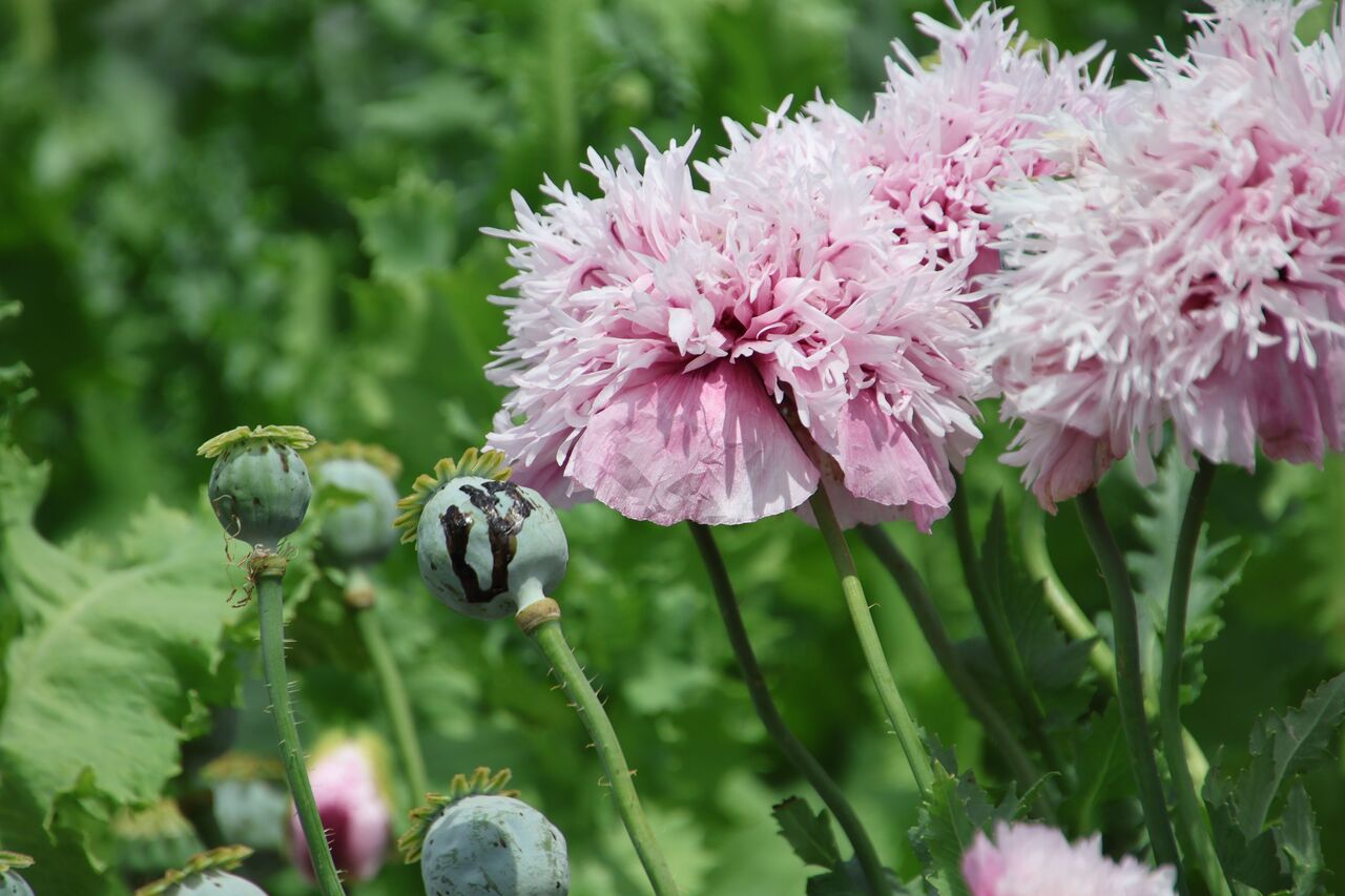 ケシの花 : ばーどらんど