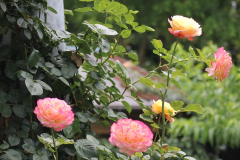 rose