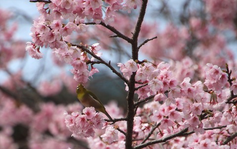mejiro9