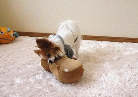 カピバラさん ころんのかほり