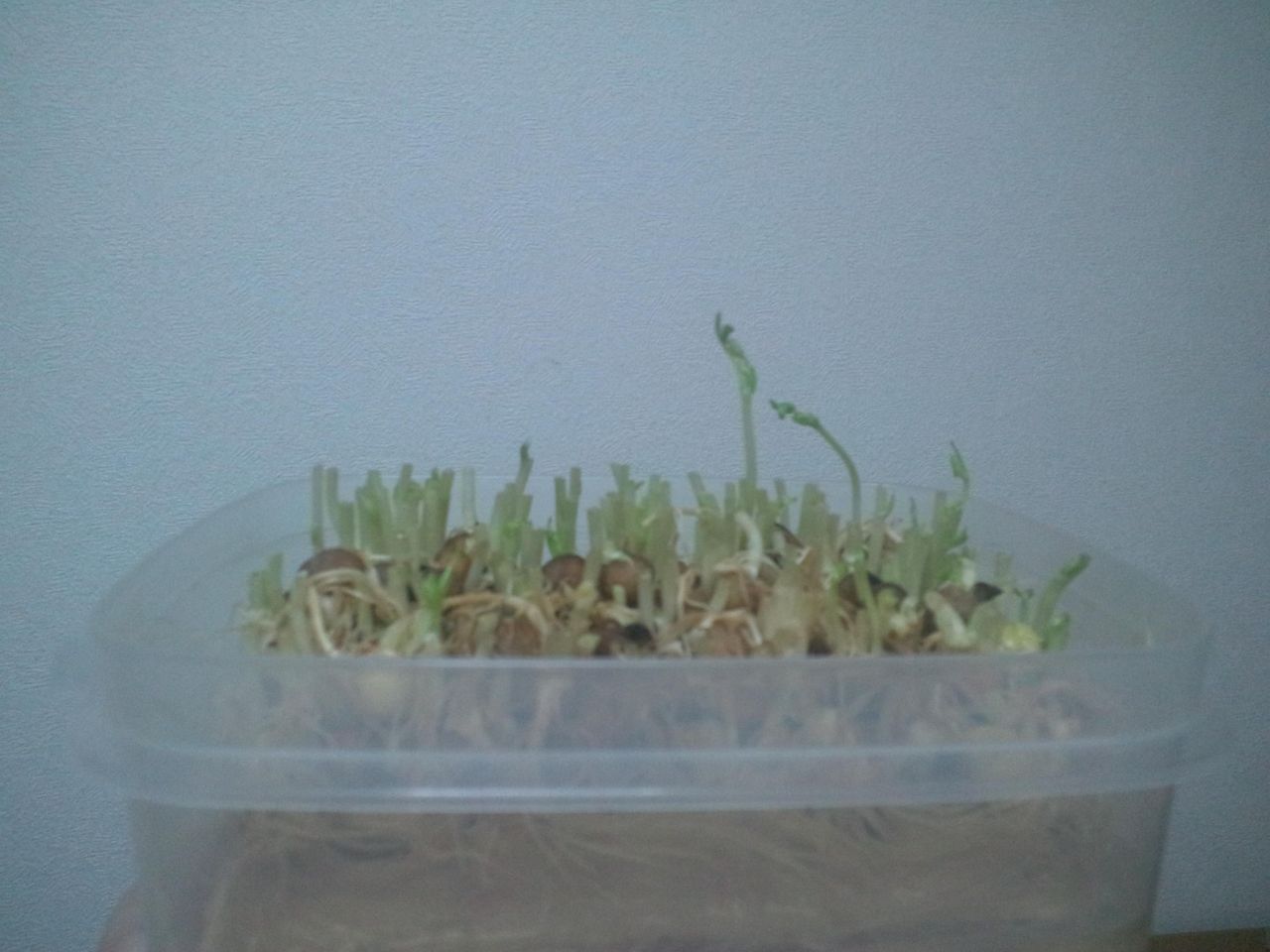 豆苗成長日記2日目 左様ですか 趣味のお話するよ