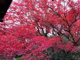 ★宝鏡寺紅葉
