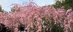 水火天満宮の枝垂れ3