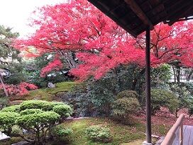 宝鏡寺紅葉2