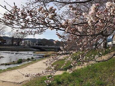 上賀茂の桜1