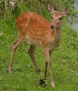 ★４橋の下（上流側）で