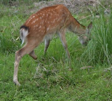 ★３ 左足首から下がない