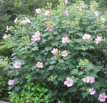 芙蓉