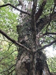 28 由岐神社 鹿子木(かごのき)
