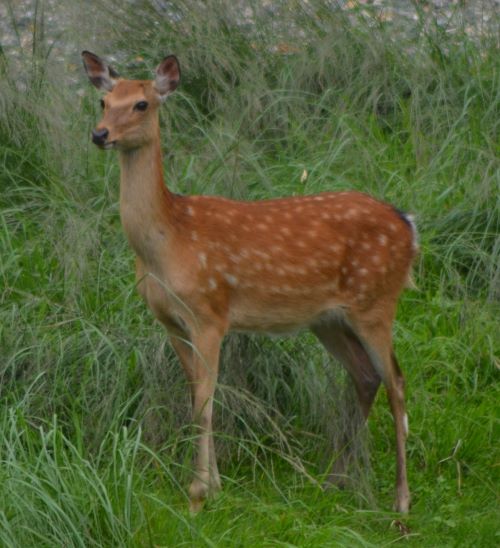 此岸の美しい鹿