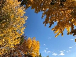 ★銀閣寺道帰りにみたイチョウ