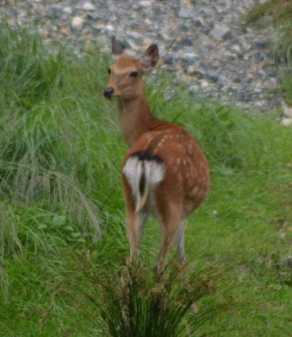こちら岸の１頭（母鹿か）