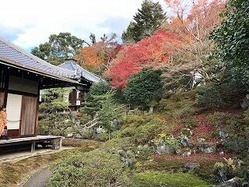 ★霊鑑寺紅葉3