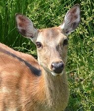 20きょうの鹿