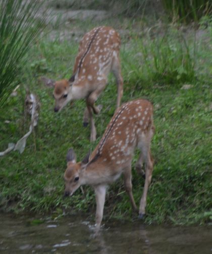 ２頭目と３頭目は兄弟か