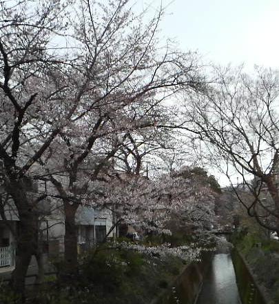 疎水の桜遠景