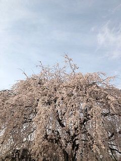 本満寺の枝垂れ8