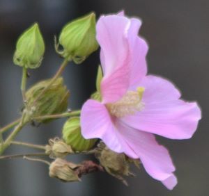 芙蓉⑧