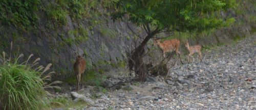 2頭と仔鹿