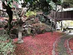 ★霊鑑寺灯篭もみじ