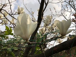 塀越しのモクレン