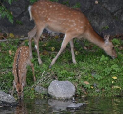 4水を飲む