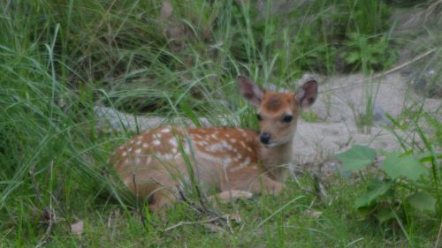 最初の仔鹿