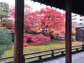 ★宝鏡寺いろはもみじ2