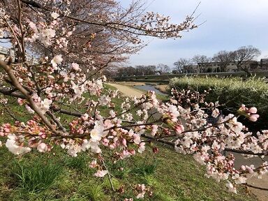 上賀茂の桜5
