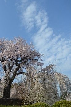 桜１２