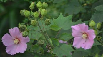 芙蓉①②